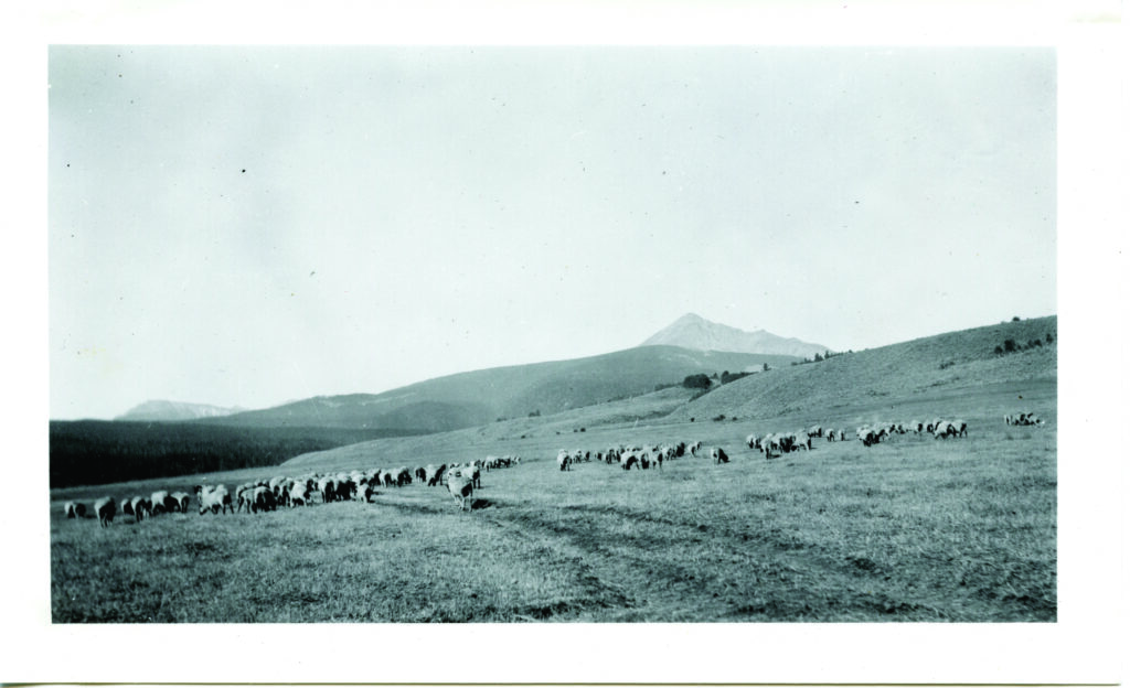 Sheep grazing in Big Sky during the early 1900s. Photograph courtesy of Historic Crail Ranch Museum