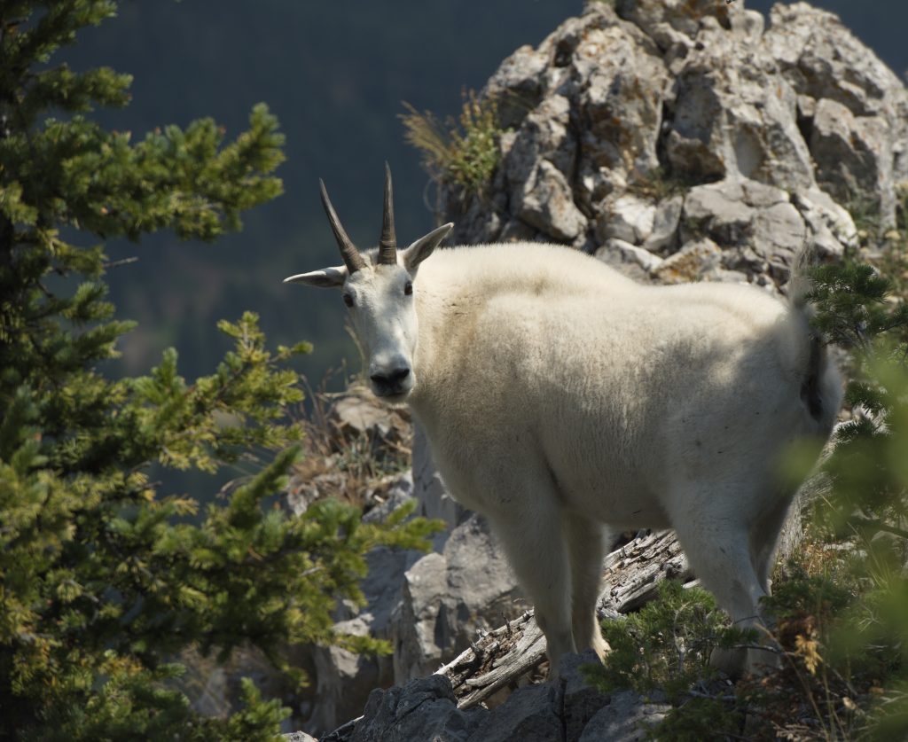 THE NEIGHBORS ARE ANIMALS: MEET THE MOUNTAIN GOAT